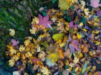 Bunte Herbstblatt Ansammlung an Baumstammsockel